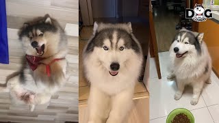 Alaskan Malamute Cute Videos Compilation [upl. by Berkly430]