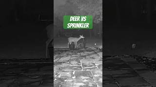 Deer vs sprinkler ￼safepestcontrol pest deer residentialpestcontrol yarddefense [upl. by Breeze725]