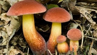 Foraging Boletus sensibilis and Boletus bicolor [upl. by Marci]