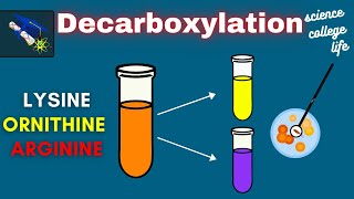 Amino Acid Decarboxylation Test  Microbiology Lab [upl. by Silecara634]