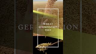 Wheat Germination Test  Wheat Germination Secrets Most Farmers Dont Know [upl. by Enitsirc783]