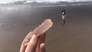 Pyrosomes on the Oregon Coast [upl. by Hilarius733]