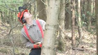 Felling a hung up tree  safety first [upl. by Lirbij]