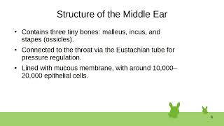 2 Auditory System [upl. by Ashbaugh75]