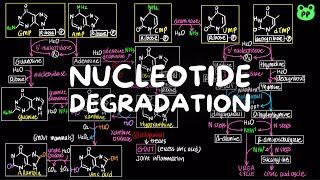 Nucleotide Degradation  Nitrogen Metabolism 05  Biochemistry  PP Notes  Lehninger 6E Ch 224 [upl. by Jamila]