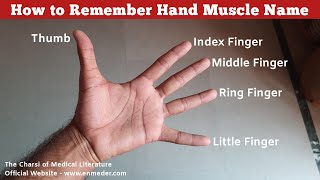 How to Remember Hand Muscle Name  Upper Limb Anatomy  TCML [upl. by Harts]