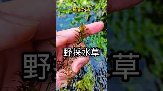 天然的水草就是超肥美水王孫 日本珍珠草 [upl. by Nalyad]