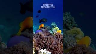 Anemonefish Anemone amp Reef Fish of the Maldives [upl. by Nylekoorb]