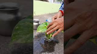 Money Plant Decoration and Propagation Idea DIY Money Plant DIY Bottle diy moneyplant pothos [upl. by Eniladam]