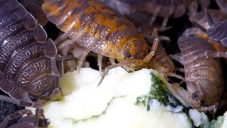 Isopods Eat Gorgonzola [upl. by Wagner]