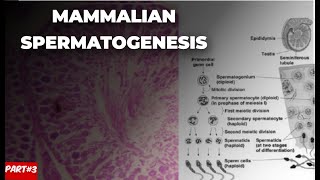 Mamalian spermatogenesis part 3  By Hamna Khatoon [upl. by Newlin]