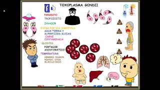 Toxoplasmosis toxoplasma gondii [upl. by Catherina]