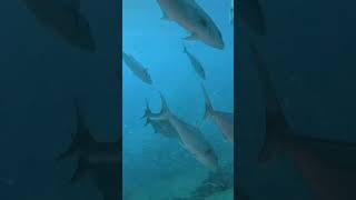 Amberjacks amp bait fish offshore NC [upl. by Eilasor]