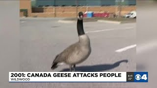 News 4 Throwback Wildwood geese attack in 2001 [upl. by Horwitz561]