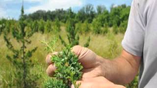 Growing the White Cedar Tree [upl. by Flavia]