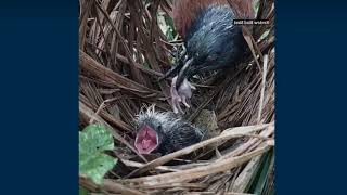 Philippines COUCAL BREEDING kokok sabukot [upl. by Jarnagin]