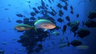 Solmar V Liveaboard  Worldclass diving in the Revillagados Islands Sea of Cortez and Guadalupe [upl. by Montford]