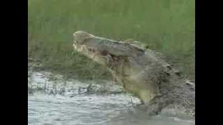 Crocodile Eats Tortoise Very Crunchy [upl. by Nauqram]