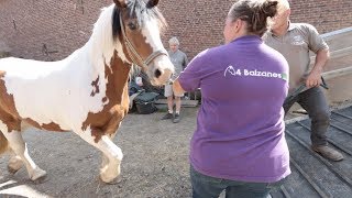 Déménagement hors du commun des chevaux du refuge 4 Balzanes [upl. by Ayihsa]