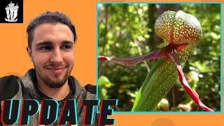 Cobra Lilly Plant Update Darlingtonia californica [upl. by Oatis]