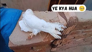 fir se pigeon expire ho Gaya [upl. by Aiouqes]