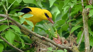 The Elusive European Golden Oriole Nesting in an Elder Shrub  Oriolus oriolus [upl. by Braca]