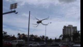 Huge Spider Invades Townsville Queensland Australia [upl. by Eiramasil29]