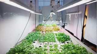 Valoya Research Lettuce and Herbs How Valoya LED Lights Control and Enhance Growth [upl. by Prentice]