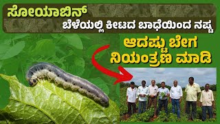 Major Pest in Soyabean  How to Control   ಸೋಯಾಬೀನ್ ಬೆಳೆಯಲ್ಲಿ ಅಧಿಕ ನಷ್ಟ ಮಾಡುವ ಕೀಟ ಹತೋಟಿ ಹೇಗೆ [upl. by Fisken]