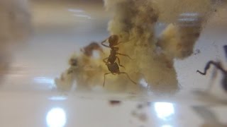 My New Acromyrmex versicolor Colony 111214 [upl. by Ivey]