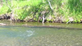 Mousing For Rainbow Trout At Reel Action Alaska Lodge Set to 480p [upl. by Irvin160]