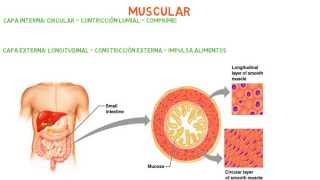 Histología Capas  Túnicas del sistema digestivo [upl. by Agnese293]