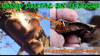 HONGO MORTAL en FRUTALES  Phellinus igniarius [upl. by Akenaj]