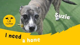 Suzie the super Lurcher  Dogs Trust Canterbury [upl. by Pillihp]