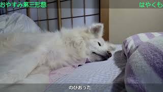 すやすやぴぃ～（おふとん ver ） わさお一家 ちょめ 1205 長毛秋田犬の おやすみライブ wasaoofficial [upl. by Adialeda]