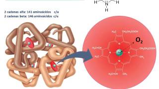 Metabolismo de la Bilirrubina [upl. by Arihaj]