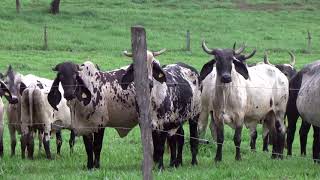 RANCHO NUEVA ITALIA CRIADOR DE SARDO NEGRO BRAHMAN ROJO GUZERAT NELORE PINTADO Y LONGHORN [upl. by Muriah]