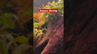 Amano Shrimp 🦐 shrimp shrimpkeeping amanoshrimp aquarium fish fishkeeping fishtank [upl. by Euqinomad864]