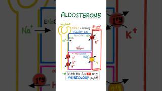 Aldosterone  Kidney Physiology …anatomy physiology biology nurse doctor mbbs nclex usmle [upl. by Walli]