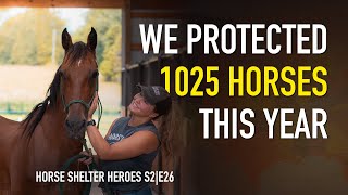 Horse Shelter Heroes  S2E26  Full Episode [upl. by Novi]