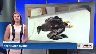 WINK NEWS Captiva Island Eagle Cam 01 26 21 543 p m x [upl. by Aisatal]