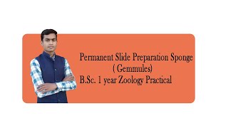 permanent Slide Preparation Sponge Gemmules BSc 1st year Zoology Practical [upl. by Nari]