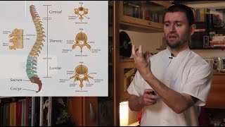 Oasele coloanei vertebrale [upl. by Dawes]