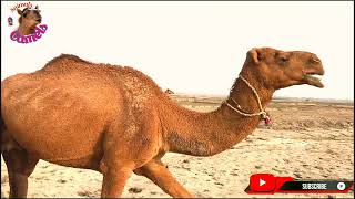 Camel Animal Video Camel Struggles With Heavy Couple De Creative Coman Facts [upl. by Meggy]