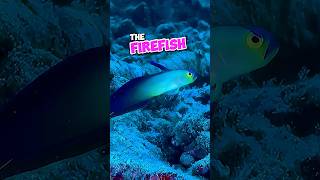 The Firefish 🔥🐟 firefish cuteanimals cute ocean sea fish nature fy fyp foryoupage [upl. by Imailiv]