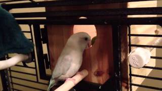 How Parrotlets find their nest  Koolaid amp Smokey [upl. by Aleuname]