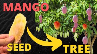 HOW To Grow Your Own Mango Tree at Home Easy Method [upl. by Issie384]