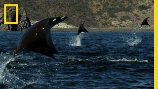 Gigantic School of Rays  Untamed Americas [upl. by Ardnaxela]