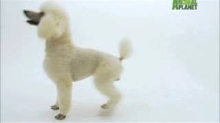 Dogs 101  Poodle [upl. by Capwell]