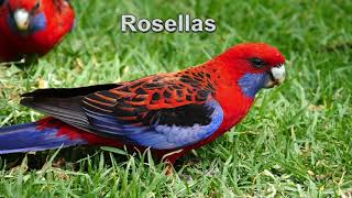 Rosellas  Australian Birds [upl. by Creigh]